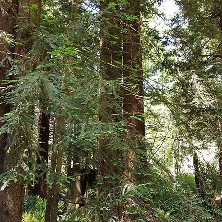 Emerald Forest Cabins Trinidad Room photo