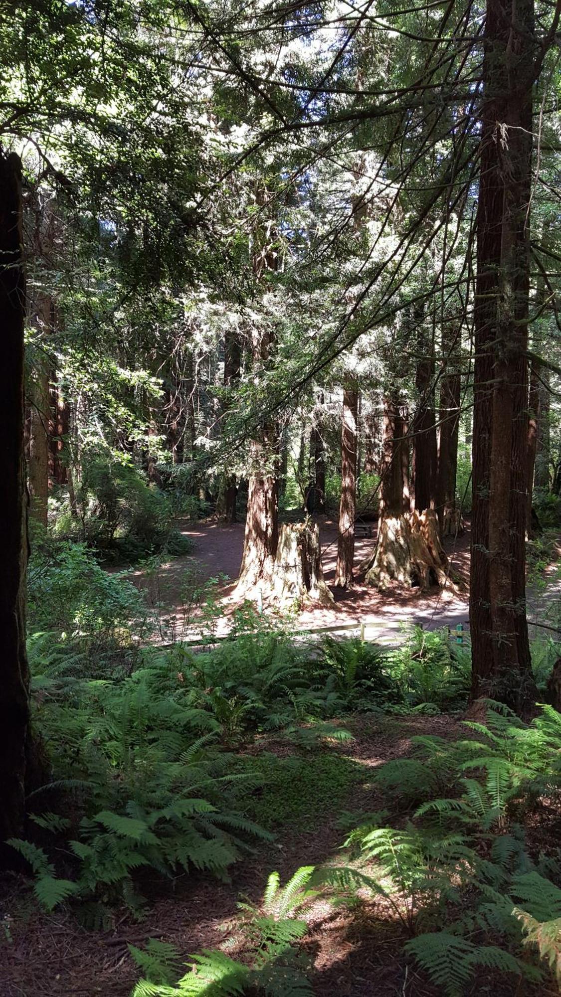 Emerald Forest Cabins Trinidad Room photo