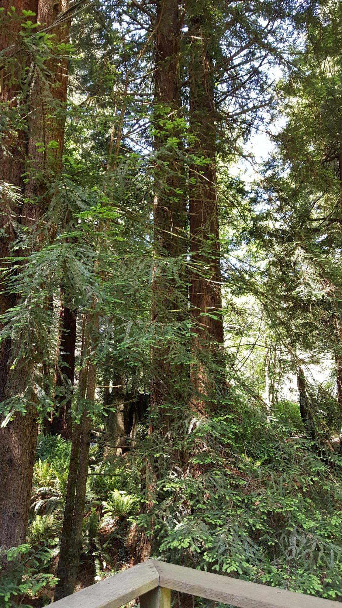 Emerald Forest Cabins Trinidad Room photo
