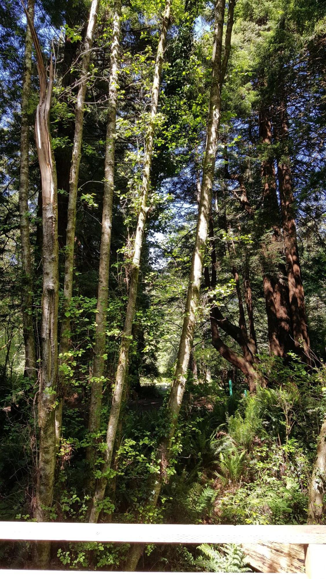 Emerald Forest Cabins Trinidad Room photo