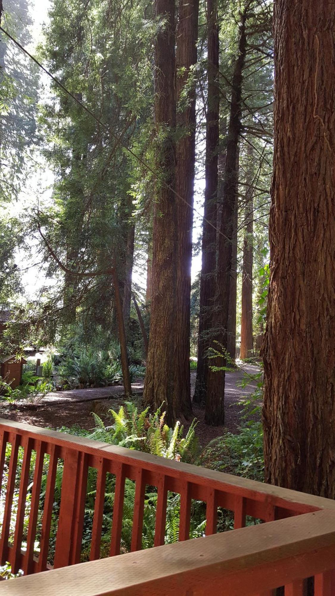 Emerald Forest Cabins Trinidad Room photo